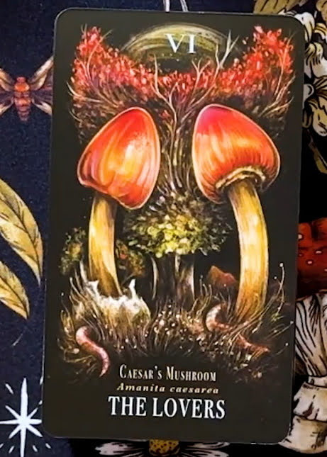 Midnight Magic: A Tarot Deck of Mushrooms